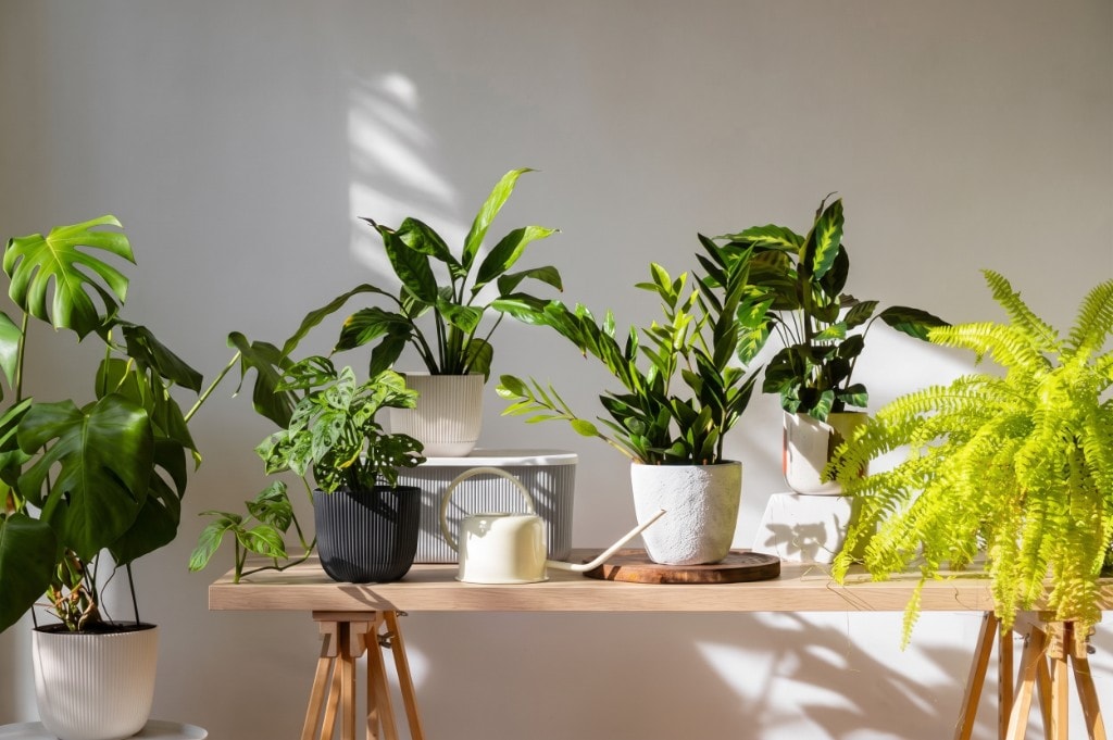 Plantas de interior seleccionadas en Casa Selva, Maldonado