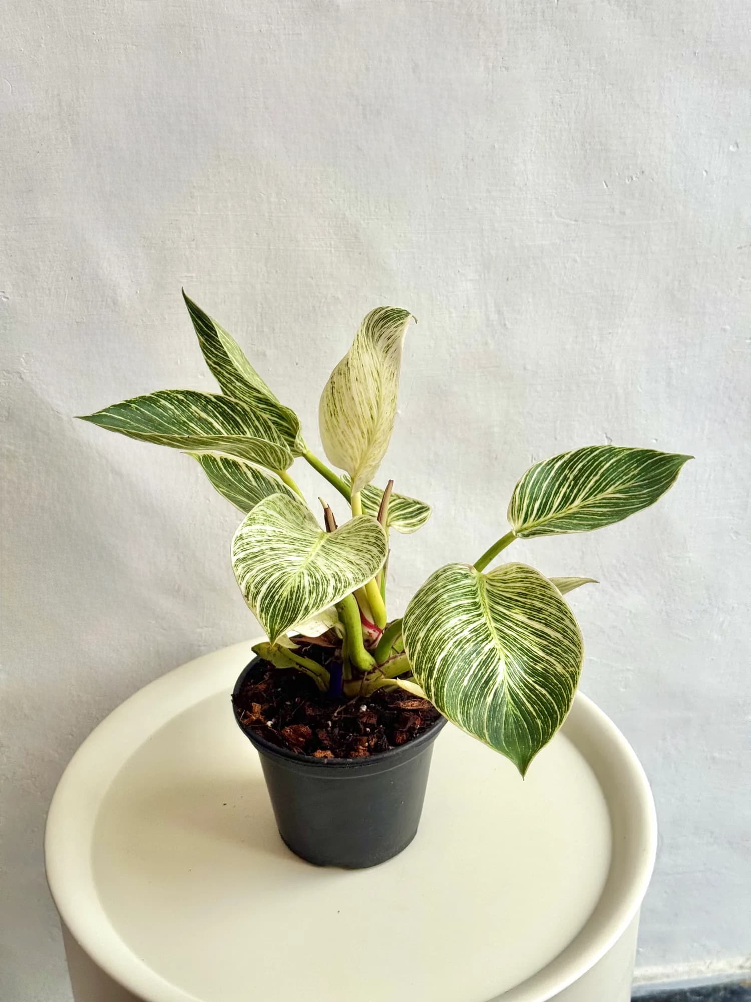 Philodendron Birkin con hojas verde oscuro y veteado blanco