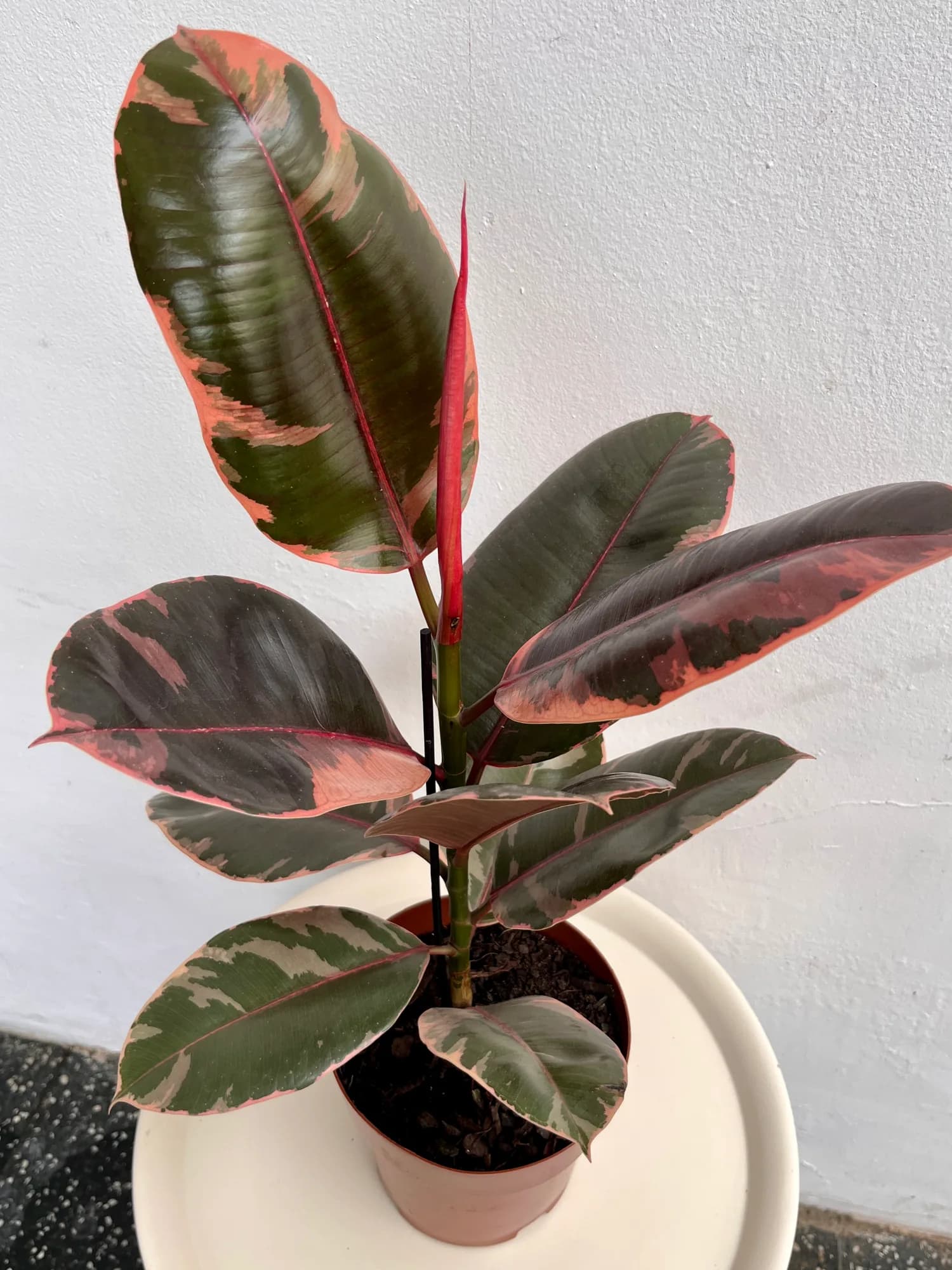 Ficus Elastica Ruby