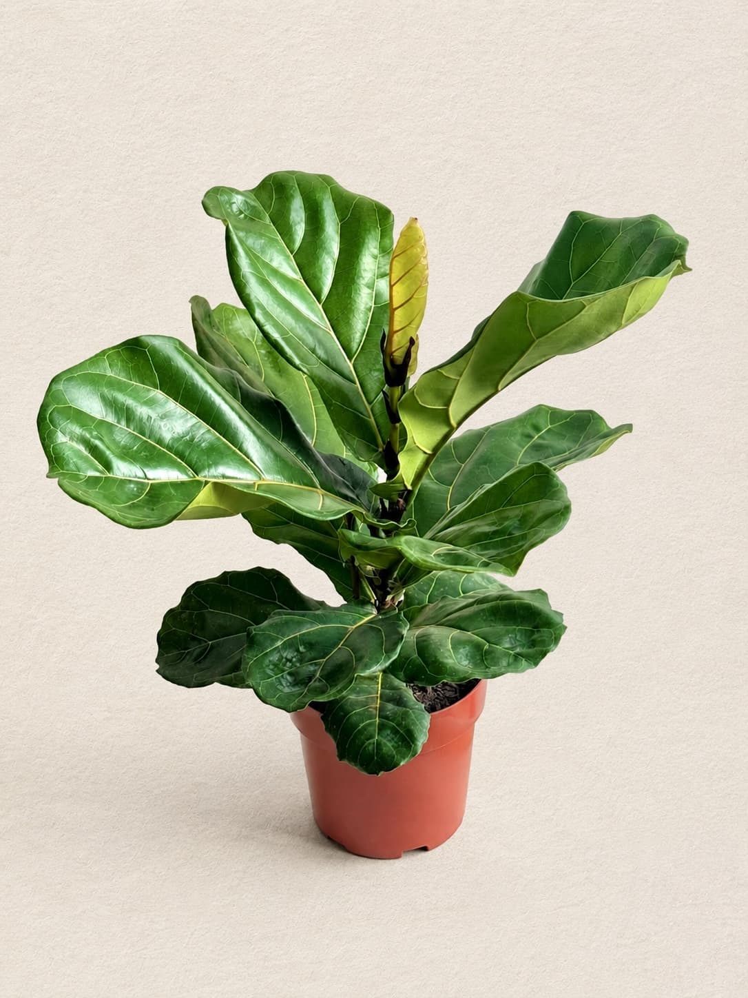 Ficus Lyrata — foto 2