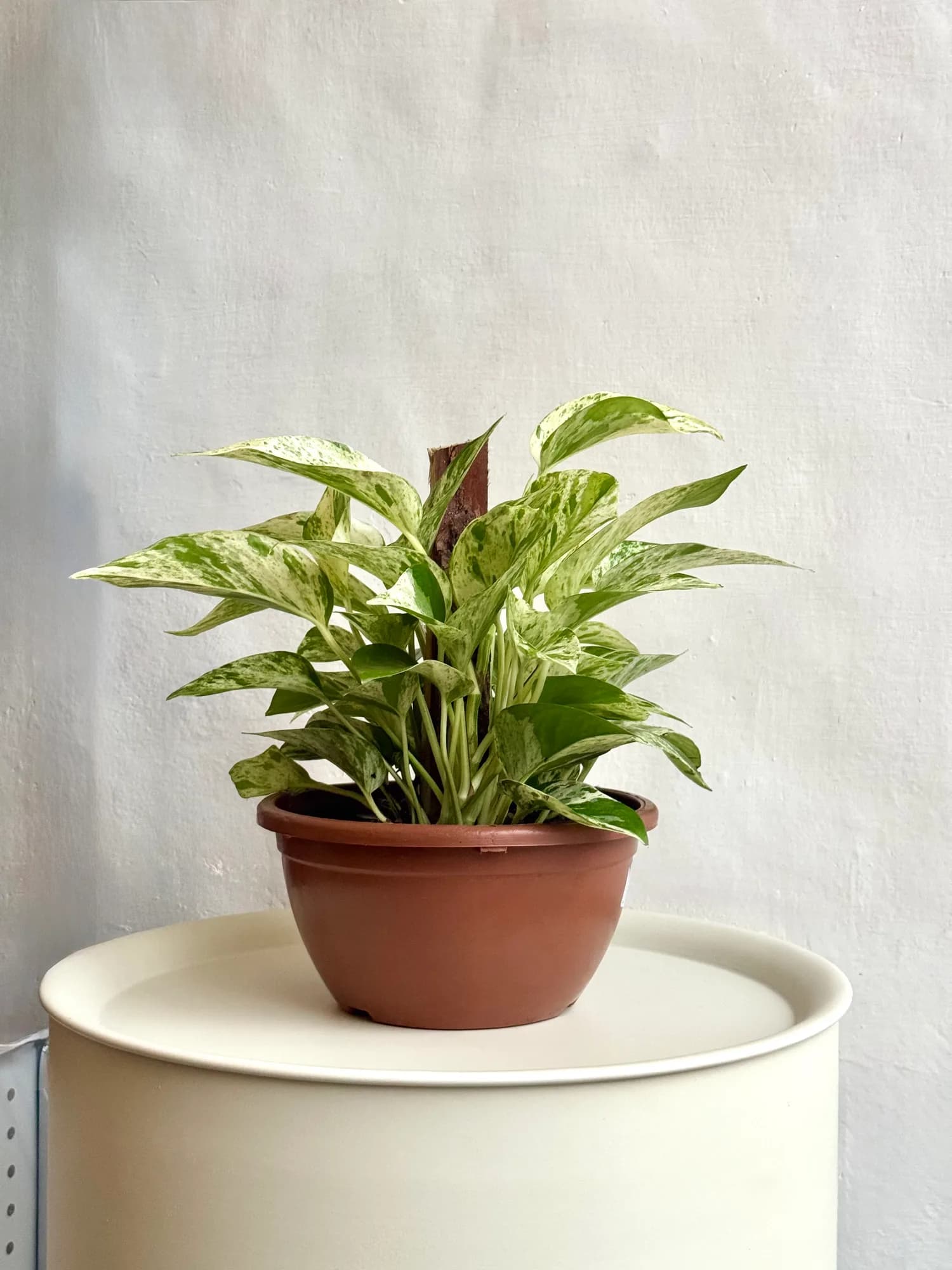 Pothos con hojas variegadas de tonos verdes y amarillos, en maceta de vivero lista para decorar un interior