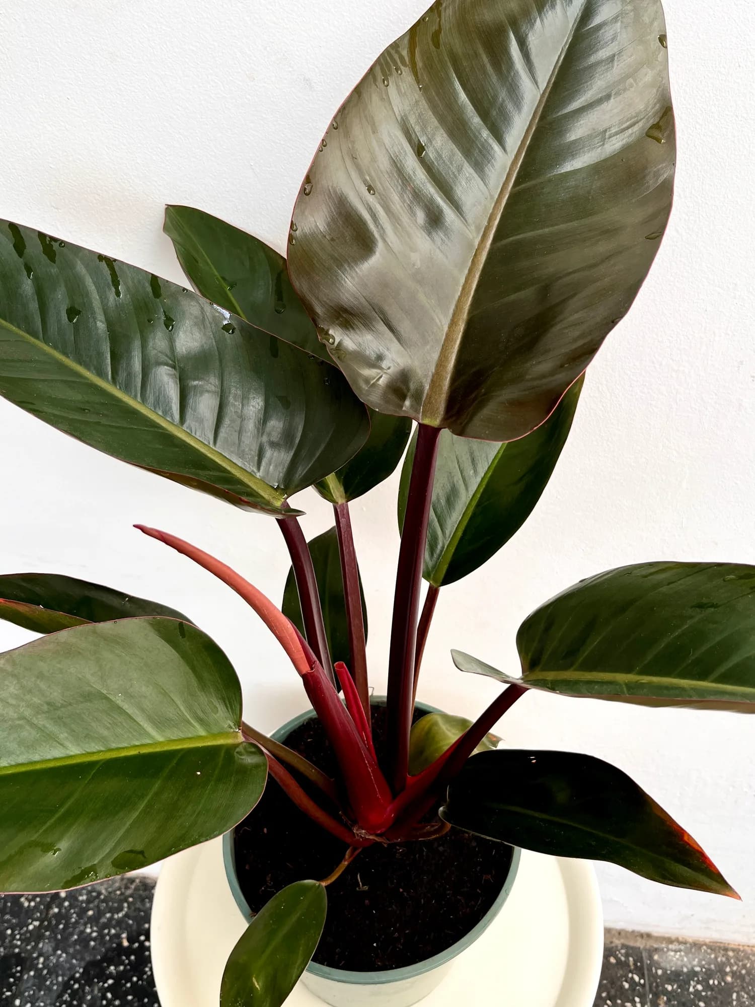 Philodendron Red Congo