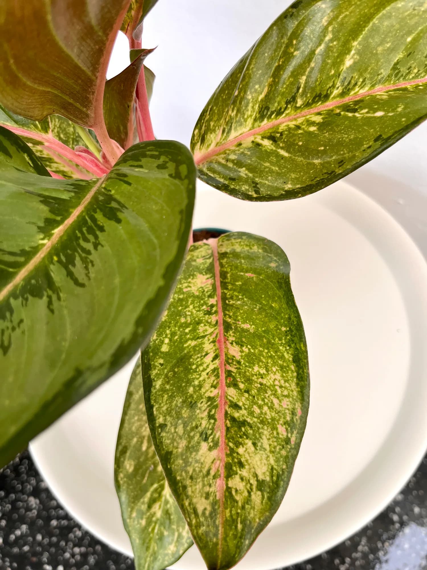 Aglaonema Pataia