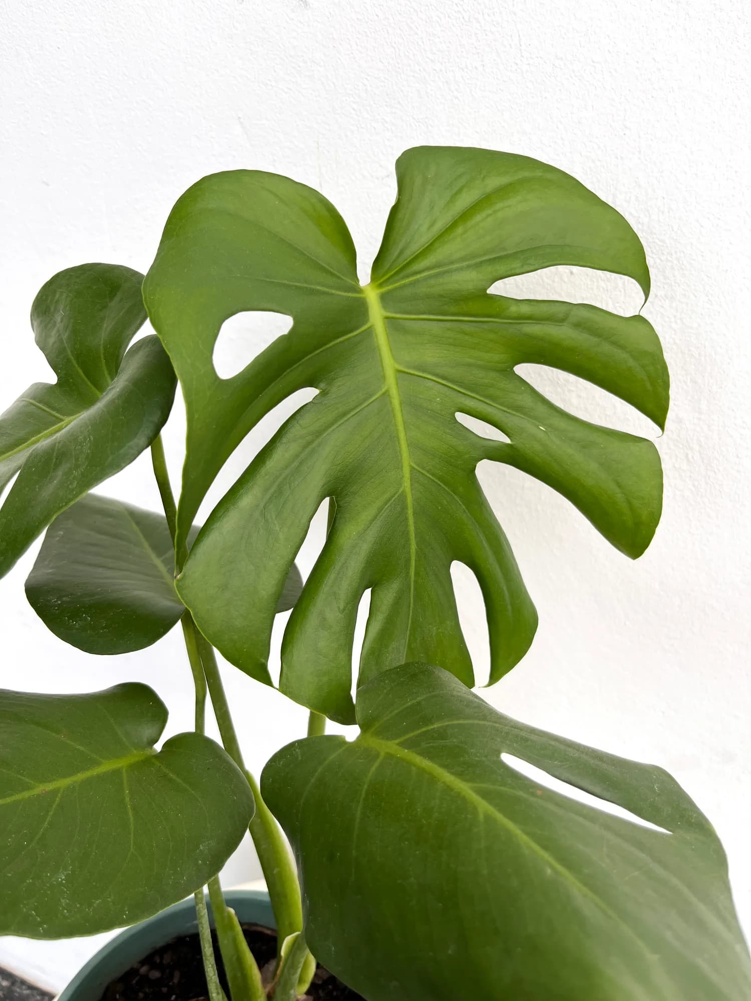 Monstera deliciosa con hojas grandes y verdes brillantes en maceta de vivero