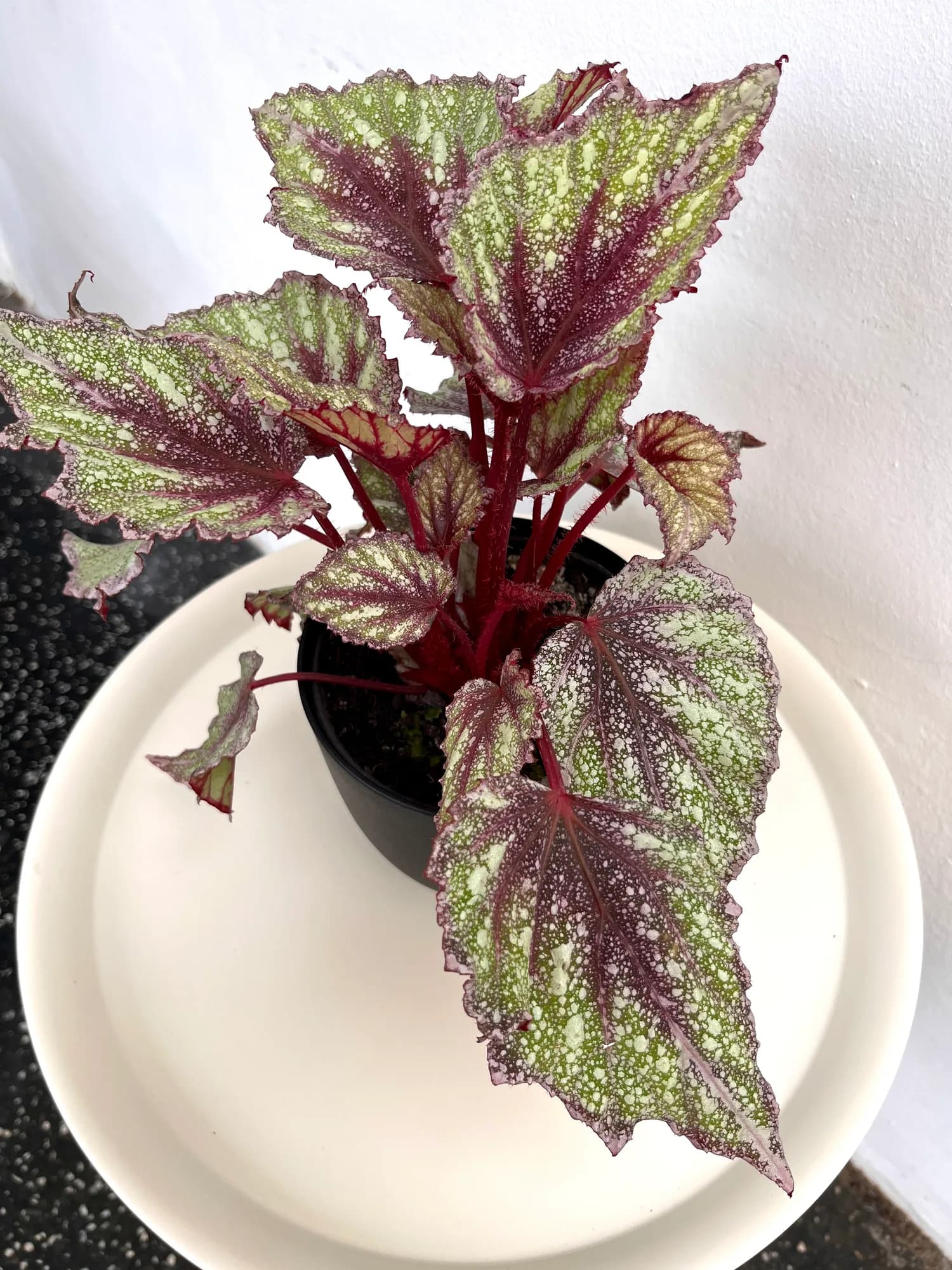 Begonia Rex “Salsa”