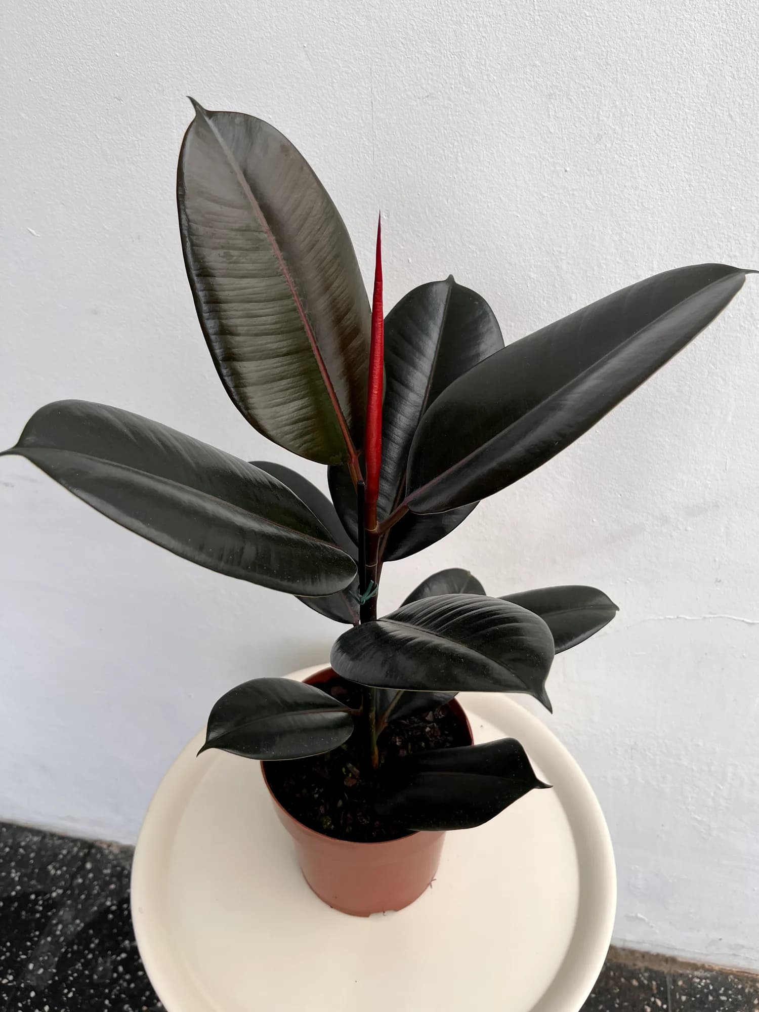Ficus Elastica Burgundy